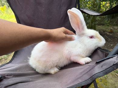 Rabbit