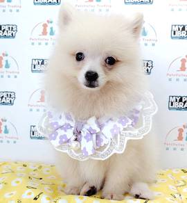 Pomeranian