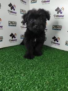 Black poodle