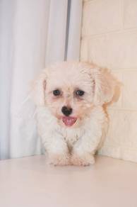 J0445 Poochon Big Eyes Cotton Coat Puppy
