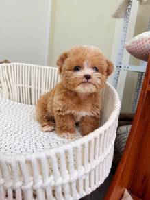 Mini mickey poodle -boy
