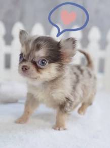 CHIHUAHUA PUPPIES VIP276🌷Head Apple Cute Dog