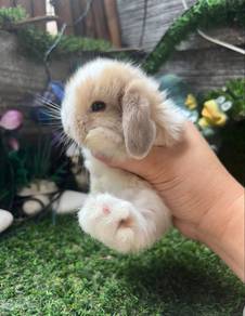 Holland lop