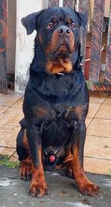 Rottweiler