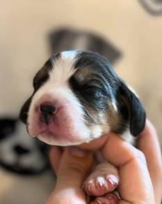 Beagle4