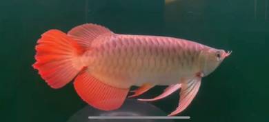 Sepauk red arowana