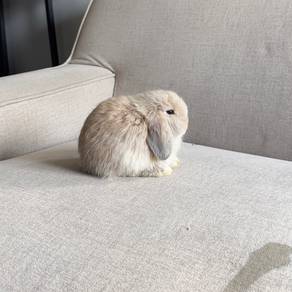 Holland lop bunny ear lop rabbit arnab