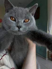 Bsh 