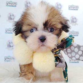Shih Tzu