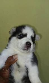 cute husky blue eyes