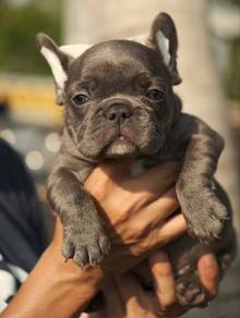 French Bulldog Puppy 107