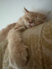 Persian cat