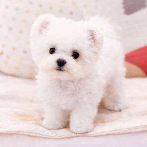 N7132 Squeaky Bichon friendly playful adorable lit