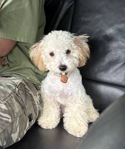 1y/o male Poochon for sale! - NEGOTIABLE