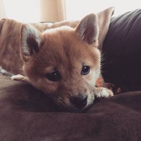 K5228 Alluring Shiba Inu Fox Face Curly Tail Baby