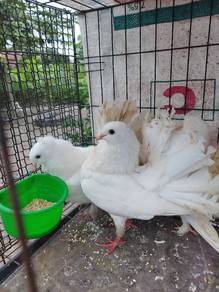 Merpati Merak