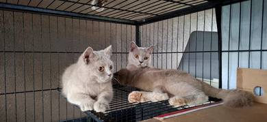 KUCING BRITISH SHORT HAIR Murah