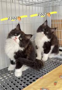 Ragdoll x Maincoon
