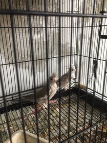 cockatiel muda