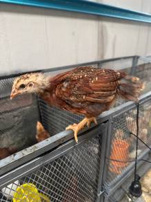 anak ayam rir