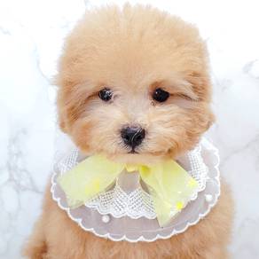 Poodle