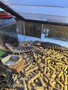 Northern Blue Tongue Skinks