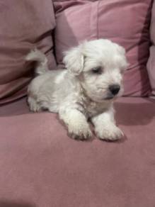 shihtzu