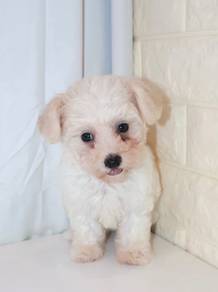 J0451 Bichon Cotton Ball Puppy