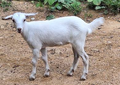 anak kambing betina senan