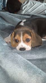 Fluffy Beagle Smooth Coat Long Ears Dog