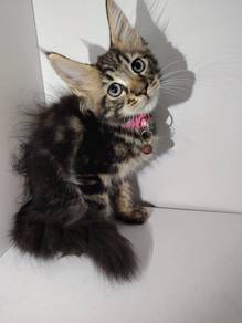 Purebreed Mainecoon