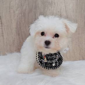 Maltese