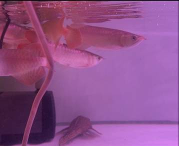 Red Arowana dan HB Arowana