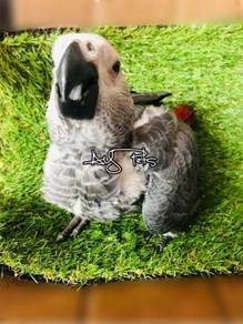 Burung Congo African Grey