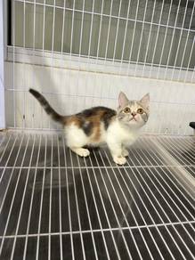 Munchkin calico kitten