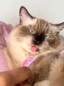 Ragdoll Mitted Seal-Point [CFA Cert Included]