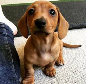 HHHT-3000 Mini Dachshund puppy dog