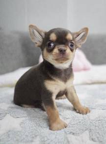CHIHUAHUA PUPPIES VIP259🌷Head Apple Cute Dog