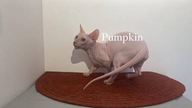 sphynx bambino