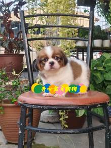 Shih Tzu (F)