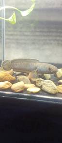 channa limbata 