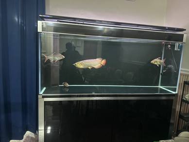 Sekali ikan arowana and lampam 2 ekoq media sekali