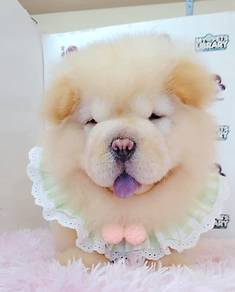 Chow Chow