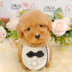 Poodle