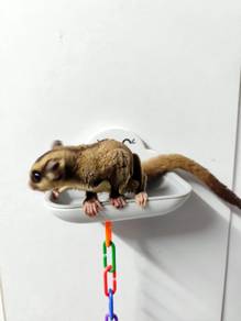 Sugar Glider Matang Murah