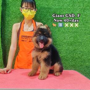 XL GSD German shepherd