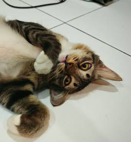 Kucing Jantan Tabby Dolls– 6 Bulan