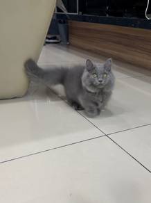 Blue longhair Munchkin kitten