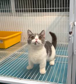 Bicolor Munchkin kitten