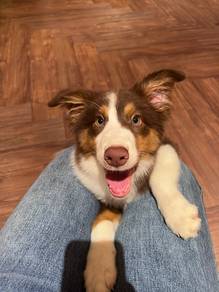 Border Collie Puppy for Sale